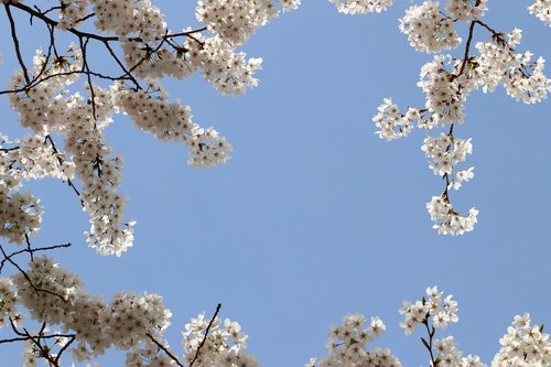 cherry blossom  spring  flowers