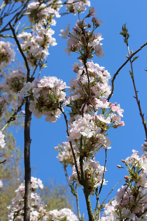 cherry blossom  pink  tree