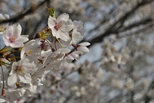 cherry blossom  pink  sky