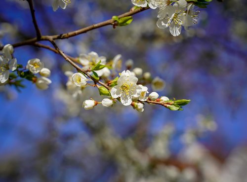 cherry blossom  bloom  white