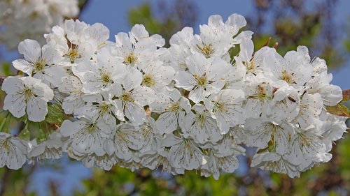 cherry blossom  flowers  spring