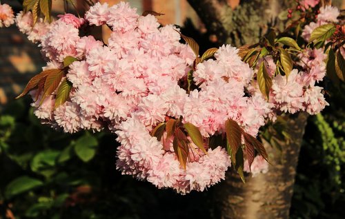 cherry blossom  japanese cherry  smell