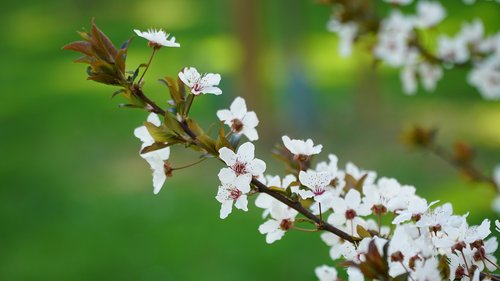 cherry blossom  spring  flowering