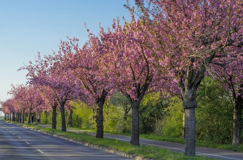 cherry blossom  wooden track  magdeburg