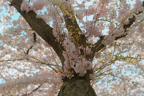 cherry blossom  kersenbloesemfeest  almere