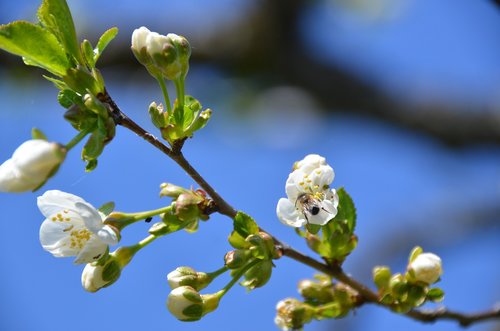 cherry blossom  bee  sky