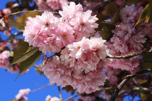 cherry blossom  japanese cherry  smell