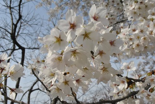 cherry blossom  spring  sky