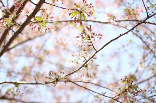 cherry blossom wood landscape