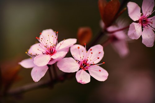cherry blossom  flower  tree