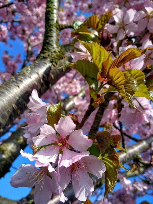 cherry blossom  cherry tree  spring