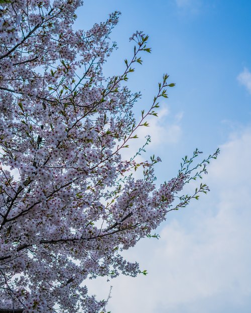 cherry blossom  spring  korea