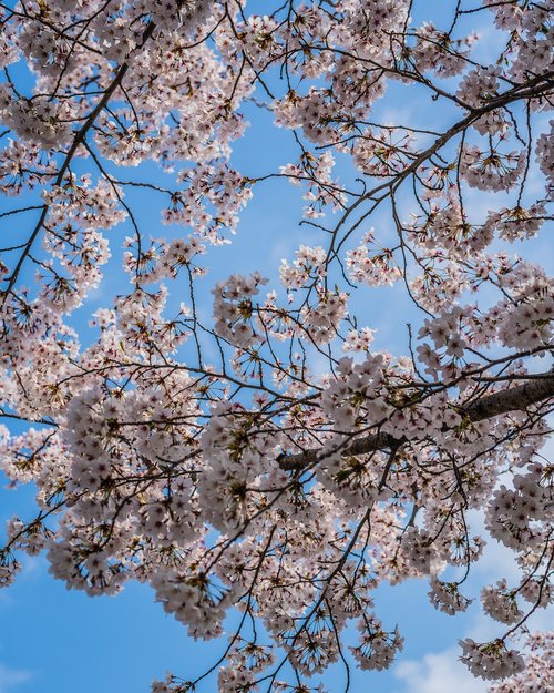 cherry blossom  spring  korea