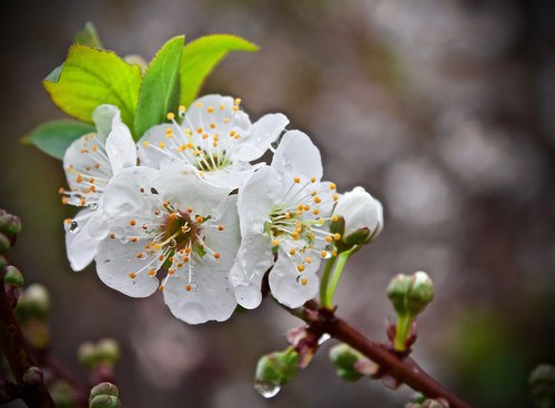 cherry blossom  cherry  cerezo