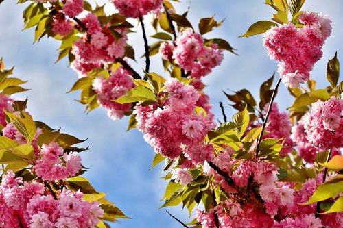 cherry blossom  japanese cherry trees  flowering twig
