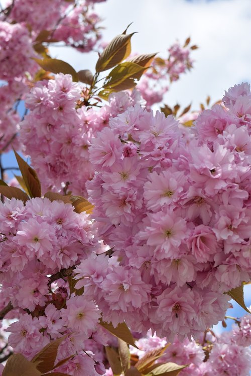 cherry blossom  pink  b