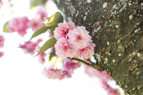 cherry blossom  cherry tree  spring