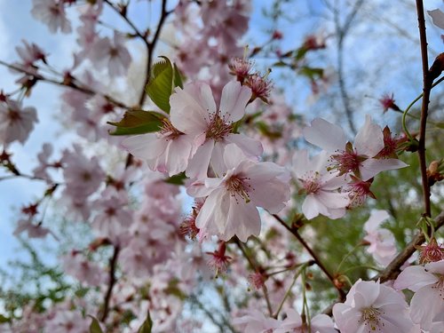 cherry blossom  spring  pink