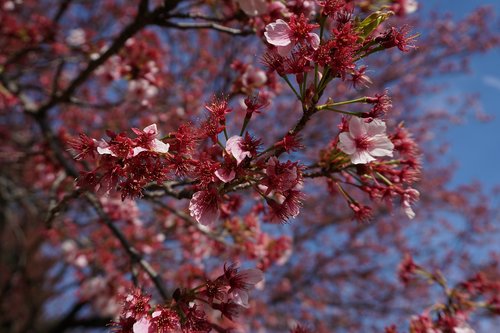 cherry blossom  sakura  japan
