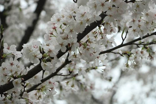 cherry blossom  wuhan university  cherry blossom season