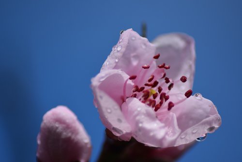 cherry blossom  blossom  bloom
