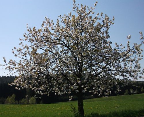 cherry blossom tree spring