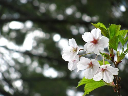 cherry blossom cherry tree bloom