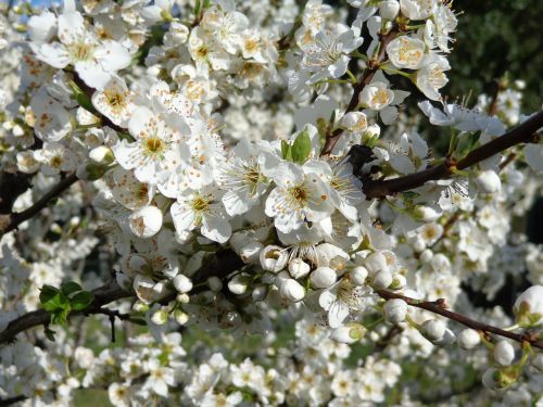 cherry blossom cherry white