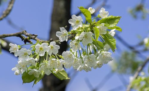 cherry blossom blossom bloom