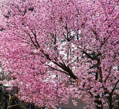 cherry blossom cherry blossom tree spring