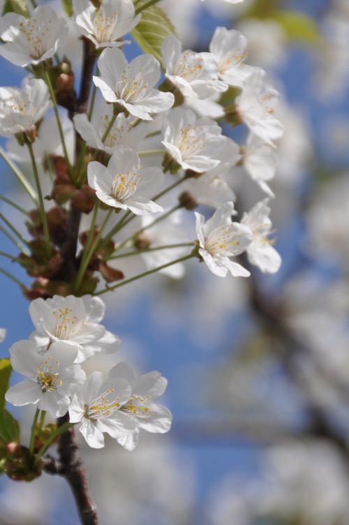 cherry blossom spring twig