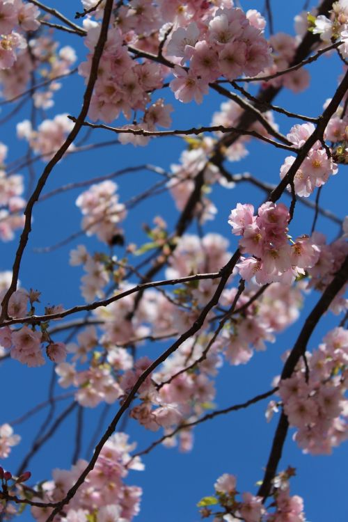 cherry blossom spring spring flower