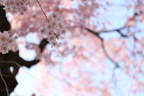 cherry blossom spring cherry flowers