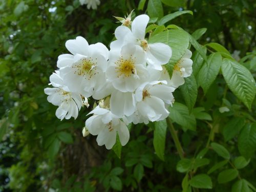 cherry blossom japanese white