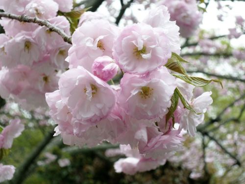 cherry blossom plant pink