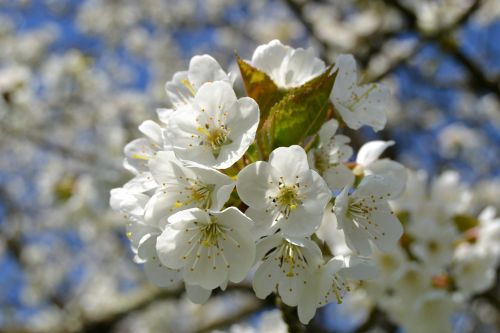 cherry blossom nature white