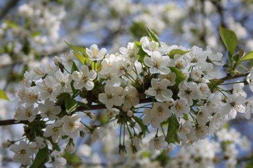 cherry blossom spring blossom