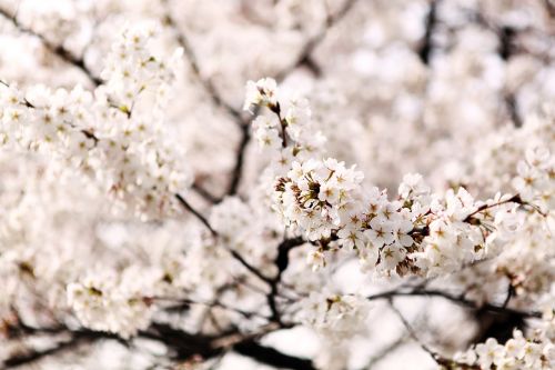 cherry blossom sakura out of focus