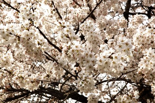 cherry blossom flowers april