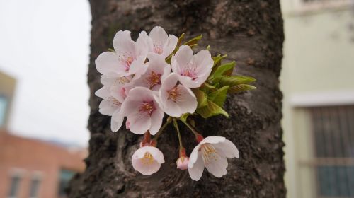 cherry blossom jinhae wood