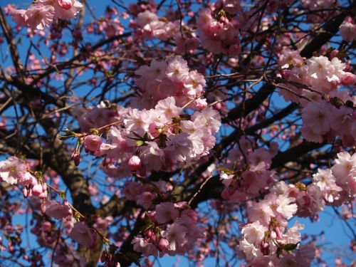 cherry blossom spring himmel