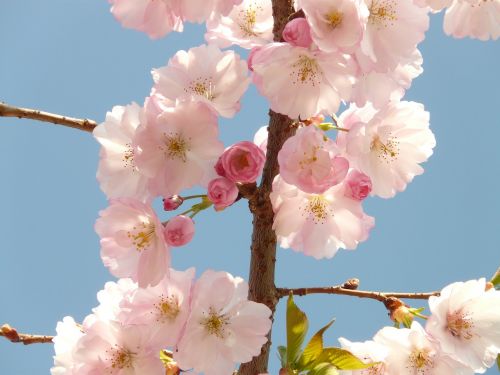cherry blossom blossom bloom