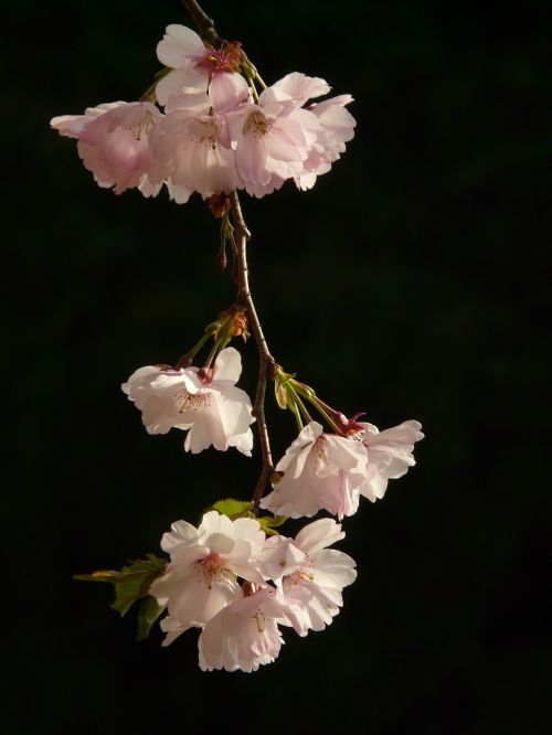 cherry blossom blossom bloom