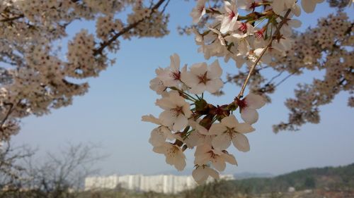 cherry blossom spring nature