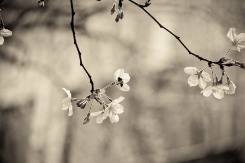 cherry blossom flowers spring