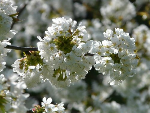 cherry blossom cherry blossom