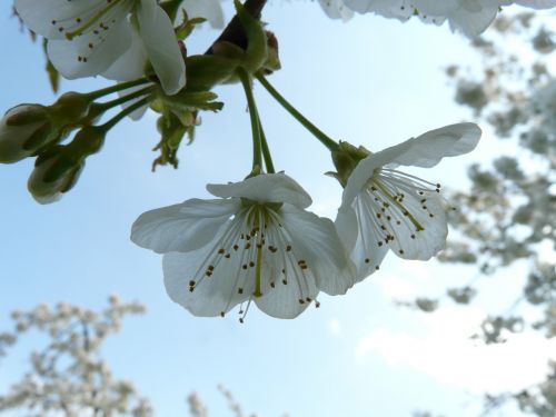 cherry blossom cherry blossom