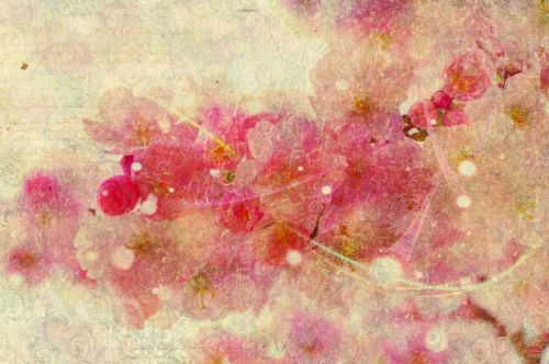 cherry blossom background abstract