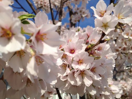 cherry blossom flower pink