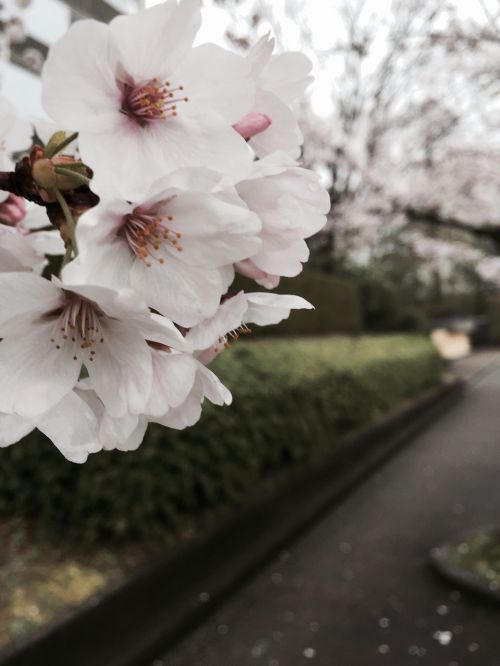 cherry blossom white nature